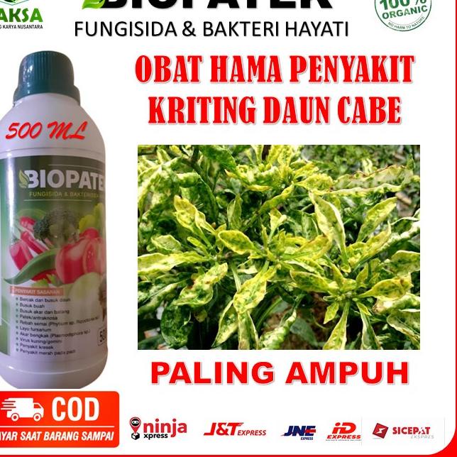 Jangan Sampai Kehabisan❄️ Biopatek Obat Hama Kriting Daun Cabe Paling ampuh - Biopatek Obat Hama Kri