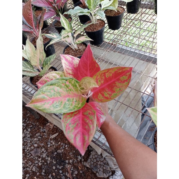 PROMO AGLONEMA  Aglaonema Red Exotic