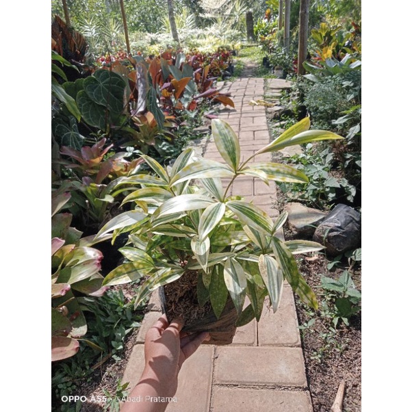 Bambu Cina Kuning/Drazena