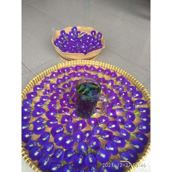 

bunga telang segar baru petik