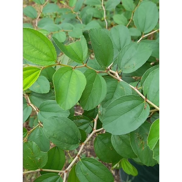 

DAUNBIDARA FRES BARU PETIK(100 Lembar)