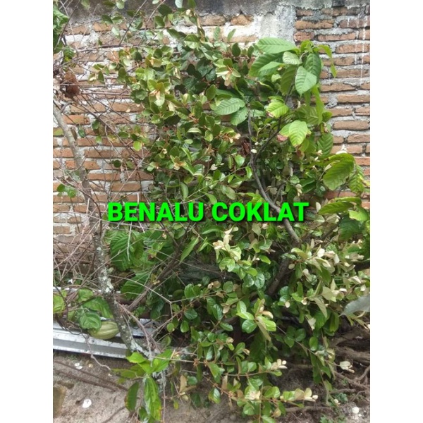 

DAUN BENALU COKLAT KERING 500 GRAM