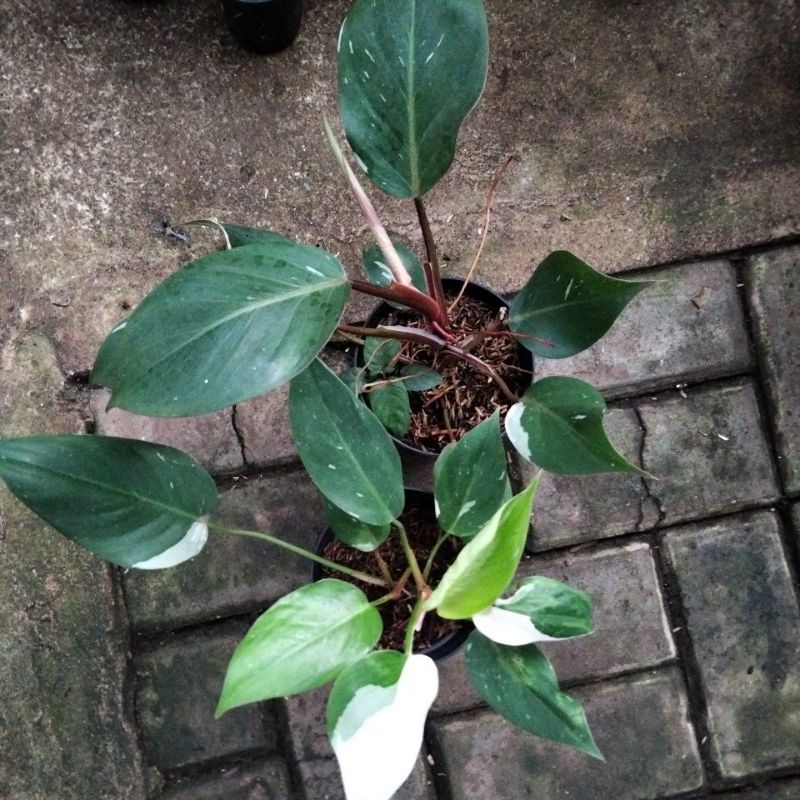 philodendron White Princess