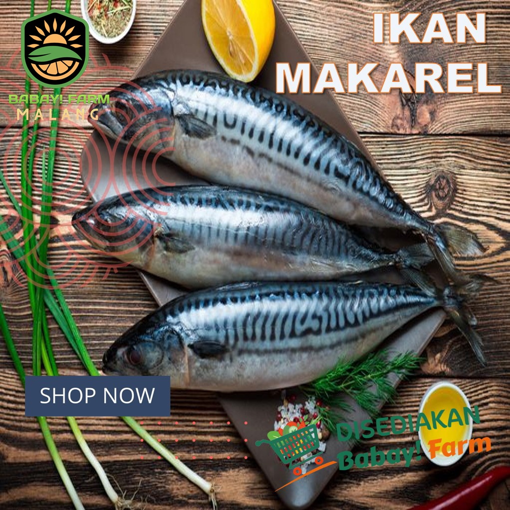 

Makarel Fillet / Sarden