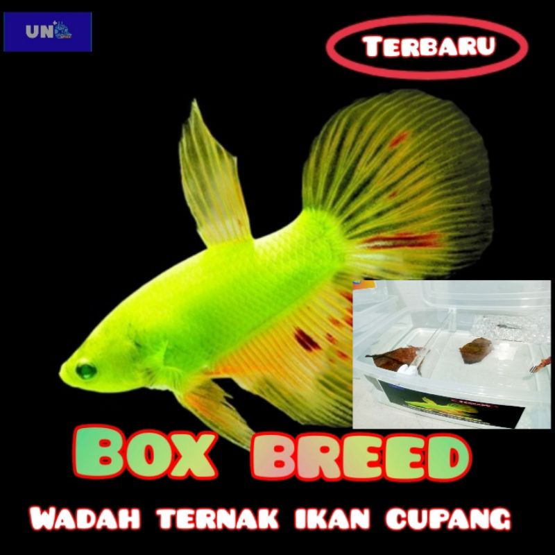 BOX BREED / BOXBREED WADAH TERNAK PENJODOHAN IKAN CUPANG