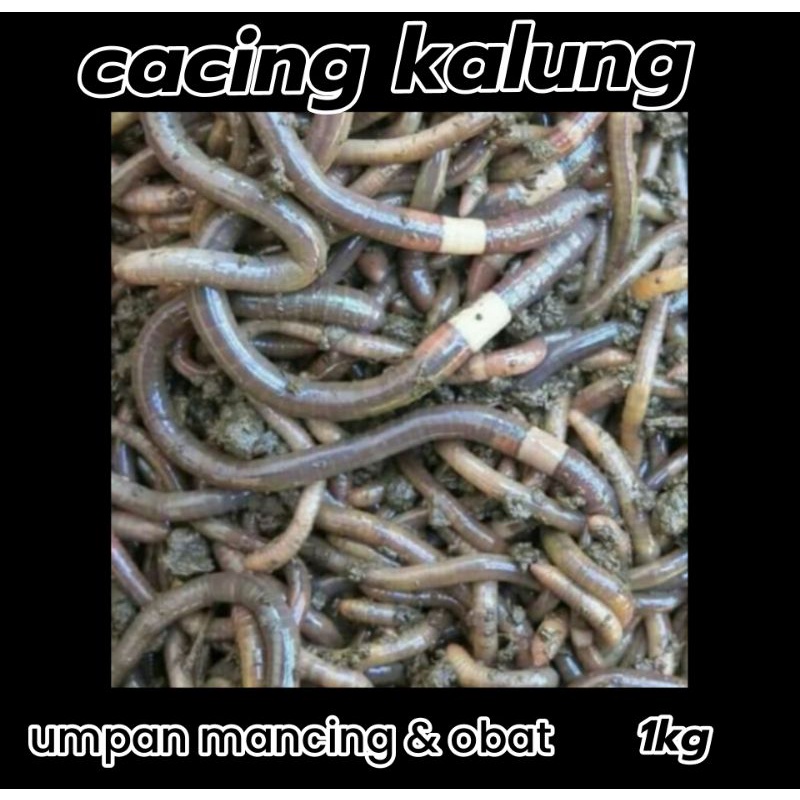 cacing kalung umpan mancing ikan bawal cacing kalung obat note 1 kg gojek grab