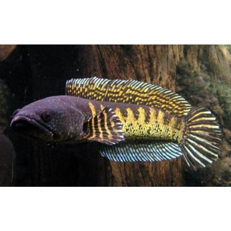 Satu Pair Chana Auranti calon breed Jantan dan Betina|| PAKET LEBIH HEMAT