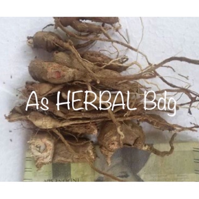 Herbal ginseng jawa umbi ginseng jawa