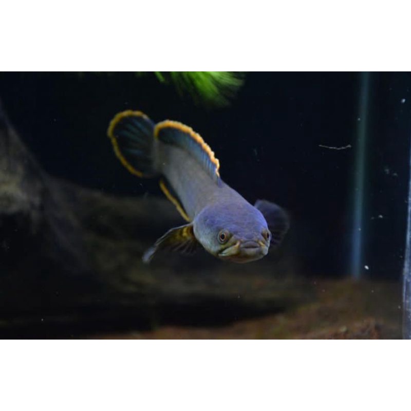 promo  limbata cb lawu mental petarung 20cm