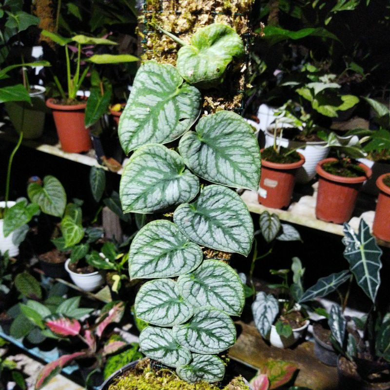 philodendron monstera dubia tanaman hias