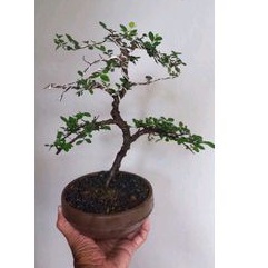 Bonsai Mame Ulmus Mikro + Pot Keramik