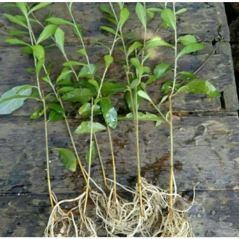Tanaman Rambat Likuanyu Perbatang  - Likwanyu Perbatang