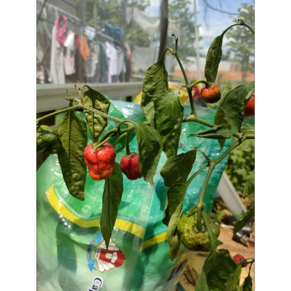 

carolina reaper perbuah