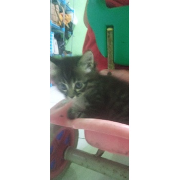 Kucing Kitten Munchkin kaki pendek ceper cebol