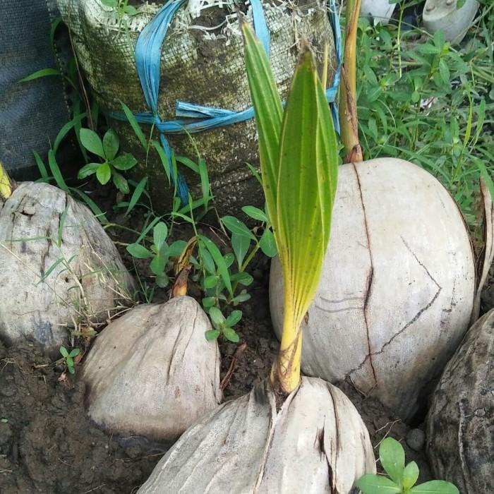 Bibit Tanaman Pohon Kelapa Gading Hibrida Bibit Buah Kelapa Gading