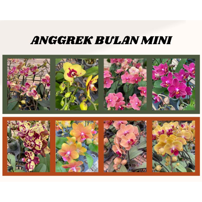 Bibit Anggrek botol premium malang (Jumbo / mini)