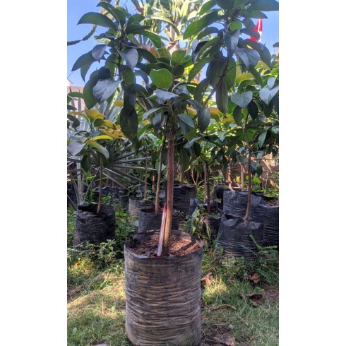 Bibit Alpukat Kediri Red Vietnam,Aligator pendek batang besar tua(coklat) super genjah lebih cepat b