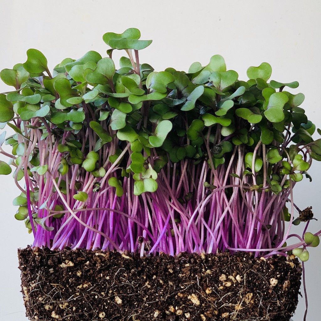 Benih Seribuan - 125 Bibit Microgreen Red Cabbage Sprout Organik Unggul