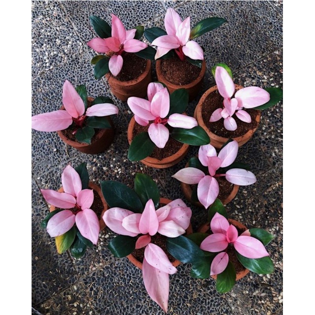 philo pink congo - philo - philodendron congo pink - tanaman hias philo - tanaman hias hidup congo p