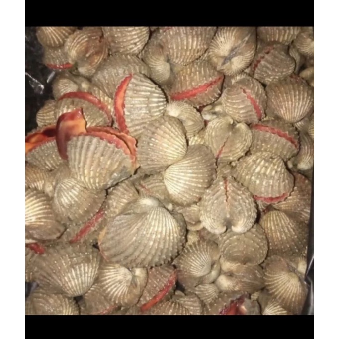 

kerang dara hidup fresh 1kg per pack