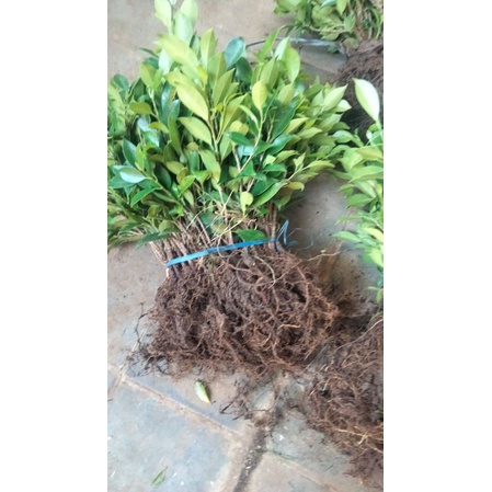 Bibit ficus kimeng rawatan 30cm-temurah