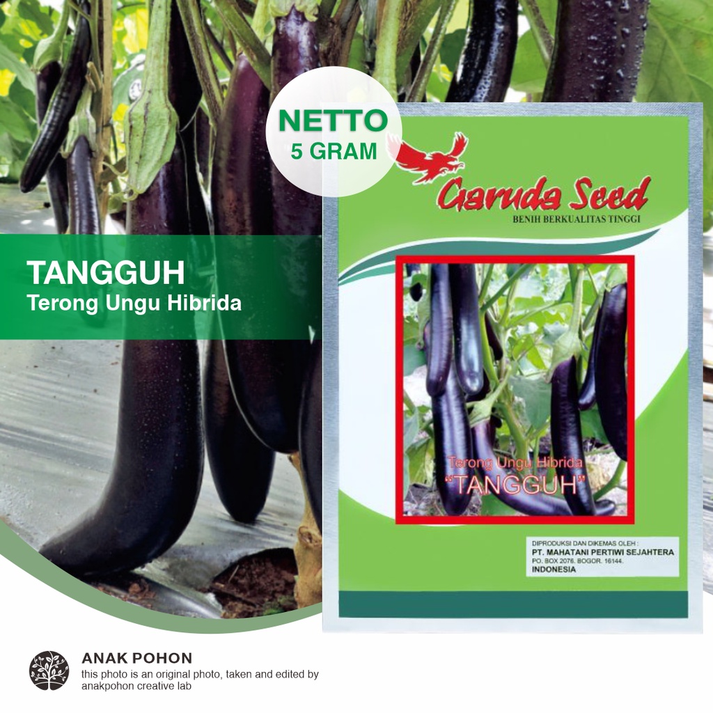 (1 PACK) Benih Terong Ungu TANGGUH Hibrida Seeds - Garuda Seed - 5 GRAM