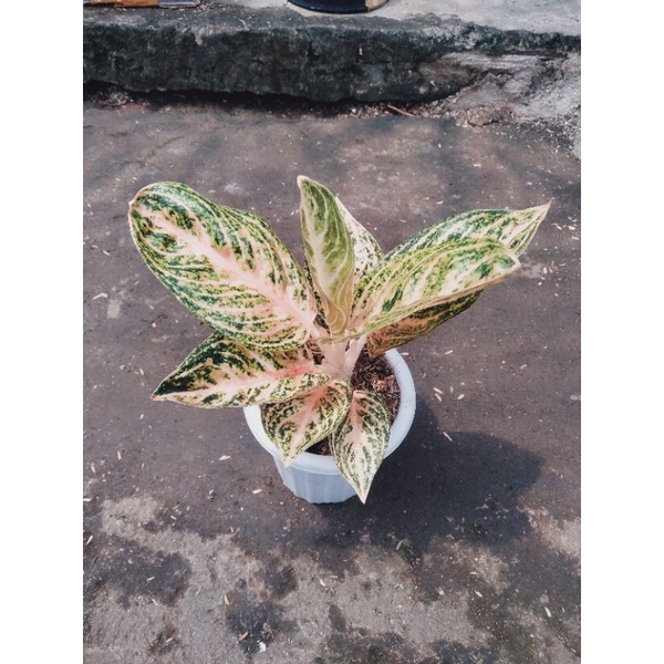 aglaonema_widuri_orange