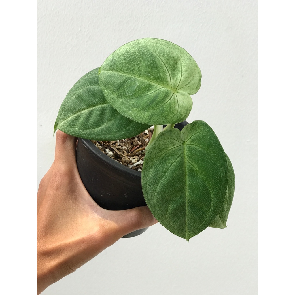 1 Sale Syngonium Frosted Heart