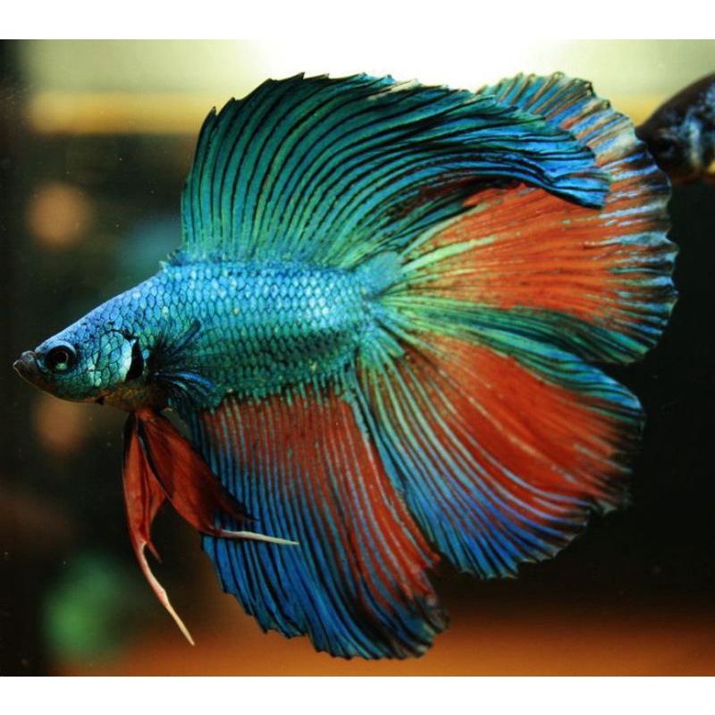 HALFMOON DOBLE TAIL HMDT