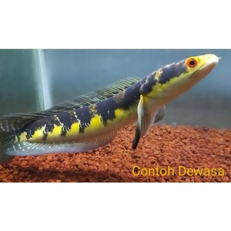 baby channa maru ys indukan full bunga 7-10 cm calon spek kontes(khusus pulau jawa)