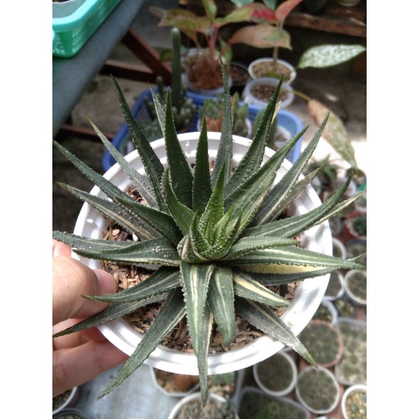 haworthia limifolia variegata