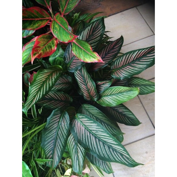 TANAMAN HIAS CALATHEA PINK STRIPES - TANAMAN HIAS CALATHEA