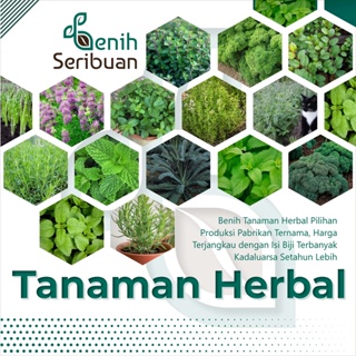 BS-BYL Benih Herbal Bibit Herb Herba Daun Mint Peppermint Lavender Basil Kale Kucai Coriander Parsley Alfalfa Grass