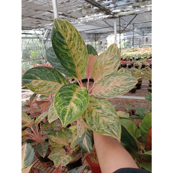 PROMO AGLONEMA  Aglaonema Obama