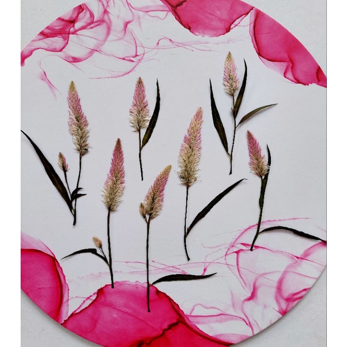 Pressed Celosia Flower - Oshibana - Dried Flower - Bunga Kering