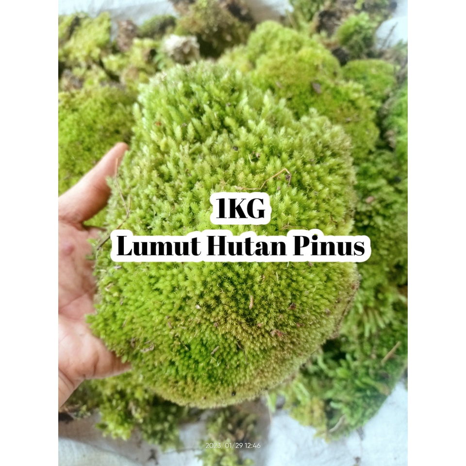1 KG Mos lumut hutan | Media Anggrek | Touping Tanaman