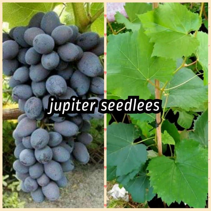 Harga Termurah Bibit Anggur Jupiter Seedles Berbunga Import