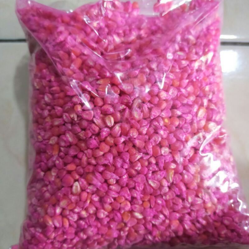 

Benih jagung hibrida