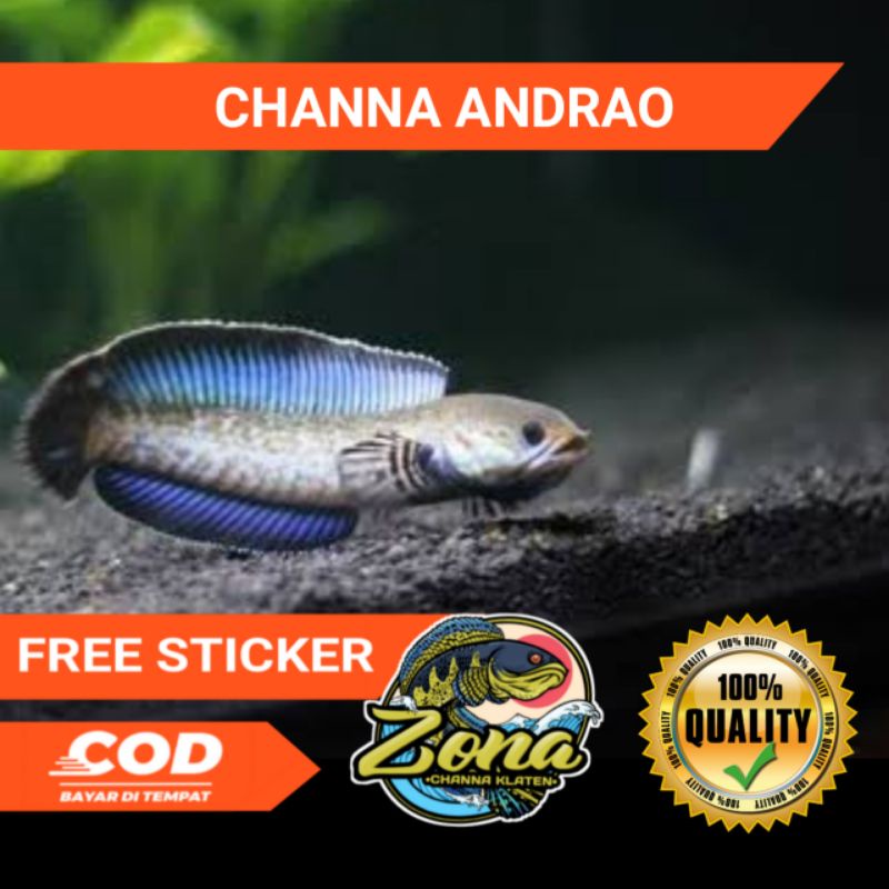 Andrao Double Tail + B pulcra SB