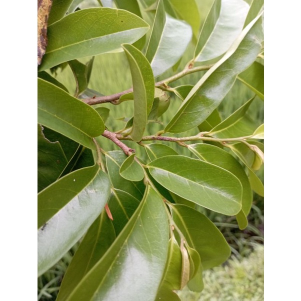 

Daun sirsak segar 100 daun