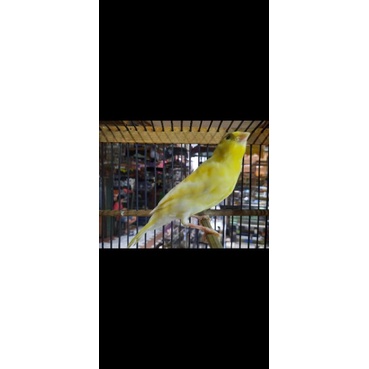 Kenari Afs cerah jantan ngeriwik