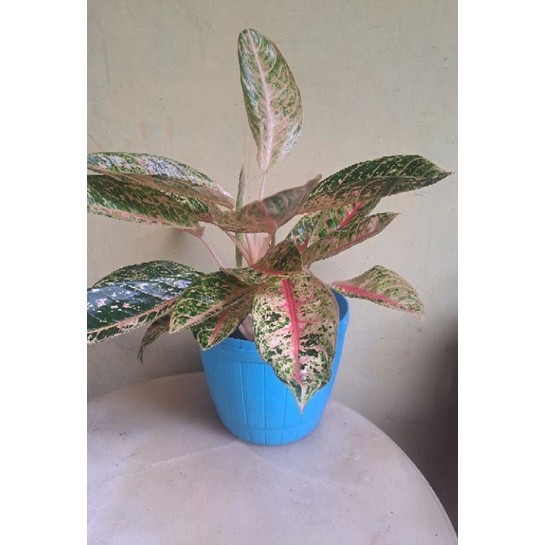 Aglonema Donacarmen Mutasi Jumbo - Rumpun