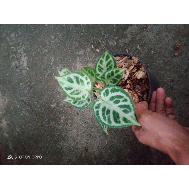 anthurium dorayaki silver