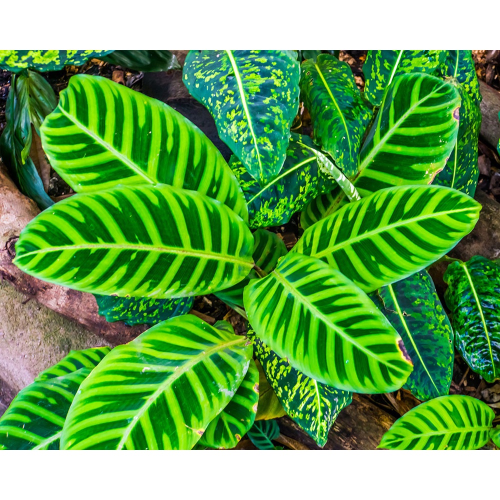 Tanaman Hias Calathea Zebrina Purple Rimbun/ Tanaman Hias Calathea Zebra/ Calathea Kipas Dewa