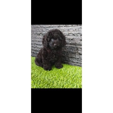 black toy poodle