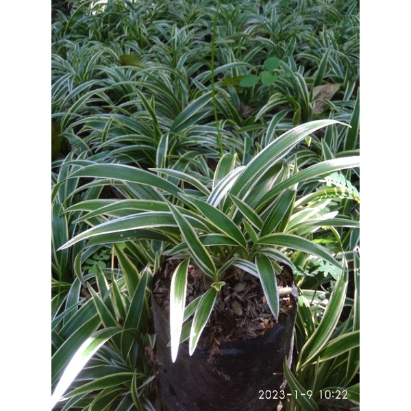 tanaman bulu ayam varigata sangat bagus untuk tanaman hias