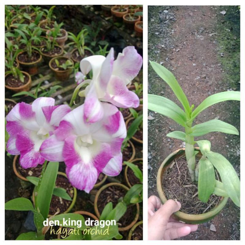 Anggrek Dendrobium King Dragon