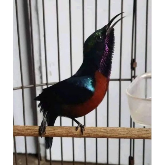 burung kolibri ninja
