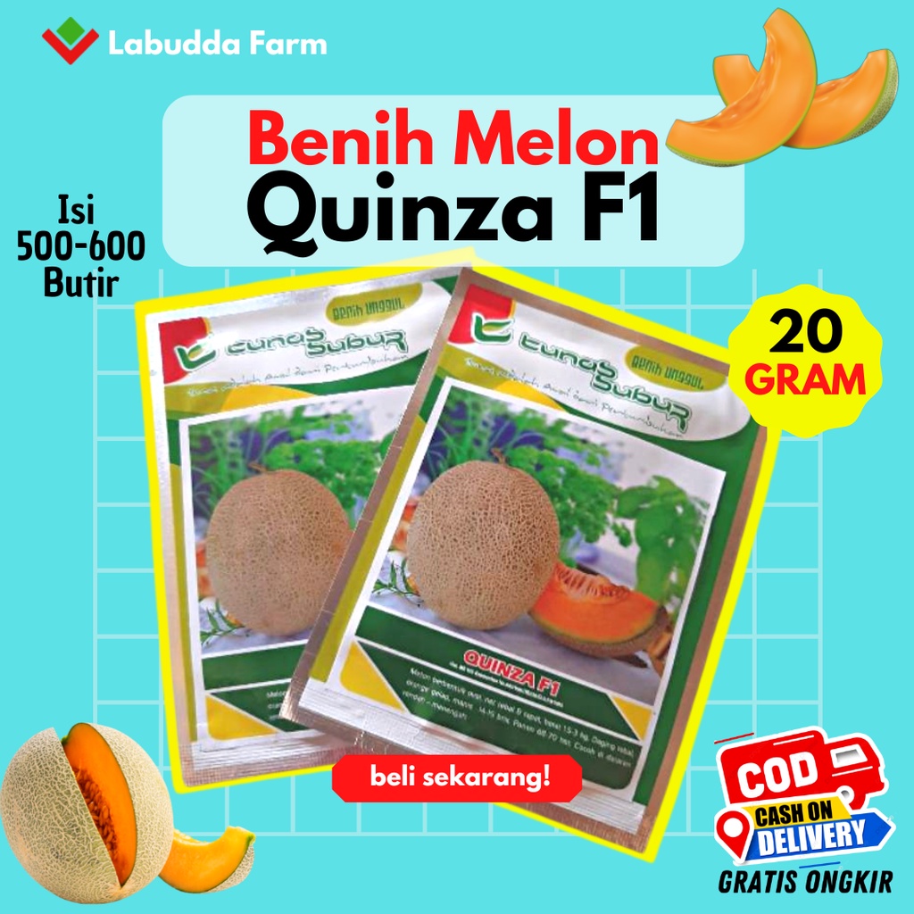 Benih Melon Quinza F1 Buah Melon Rasa Manis Daging Tebal Orange Isi 500-600 Butir Asli Pabrik Tunas 
