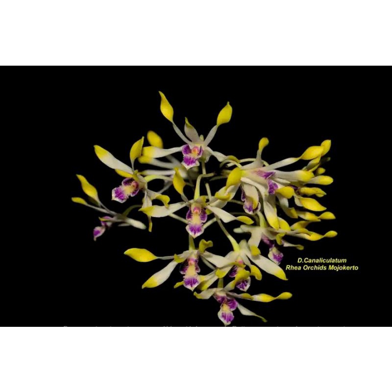 Anggrek dendrobium canaliculatum species